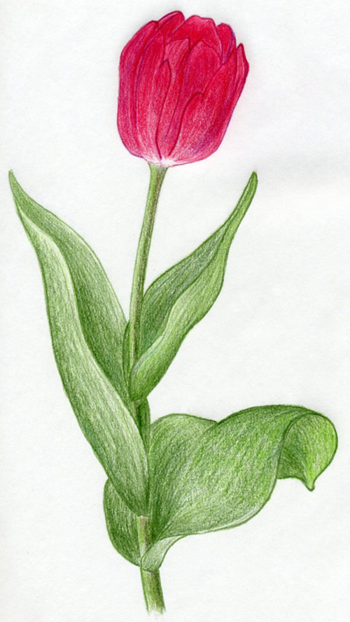 500x889 Tulip Flowers In Few Easy Steps