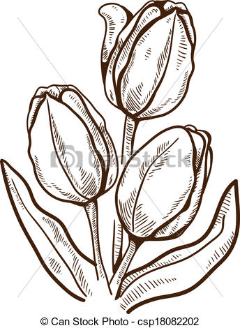 344x470 Tulip Flower Isolated On White. Hand Drawn Sketch. Eps 10