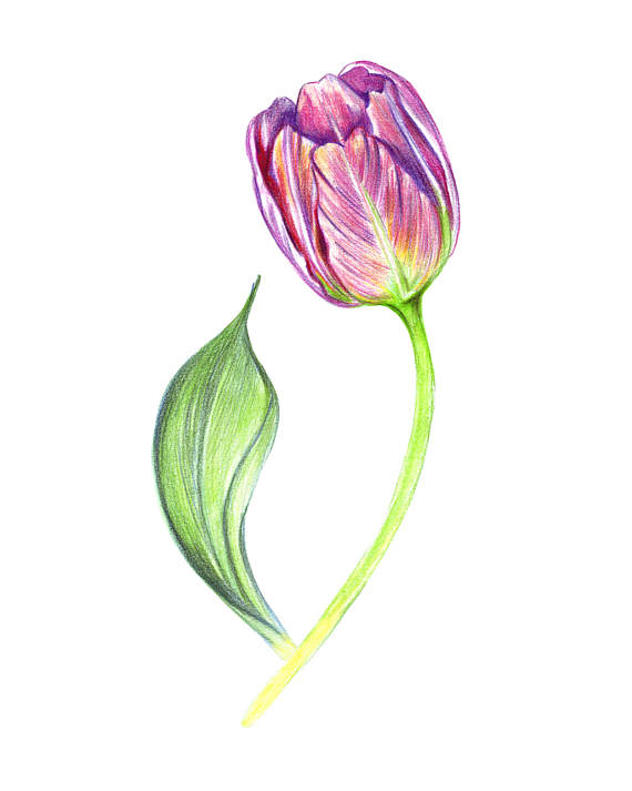 570x713 Purple Painted Tulip. Colored Drawing Flower Art Handmade