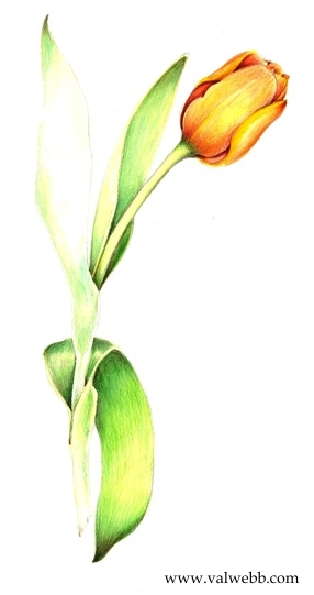 286x541 The Tulip Trick