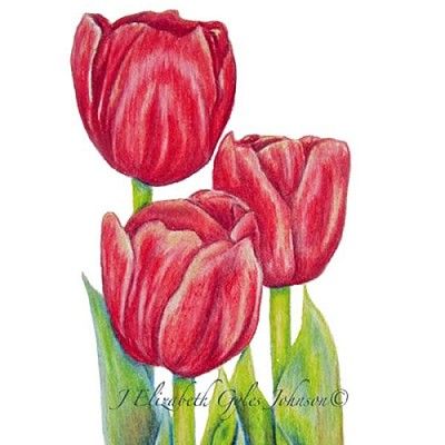 400x400 Tulips In Colored Pencils