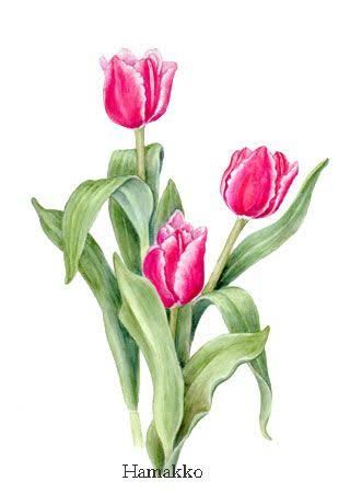 320x450 Tulips Drawing Ile Ilgili Sonucu Bilimsel Bitki Resmi