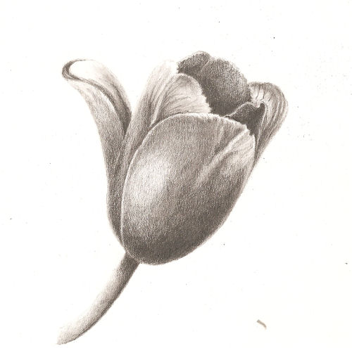 Tulips Pencil Drawing at GetDrawings | Free download