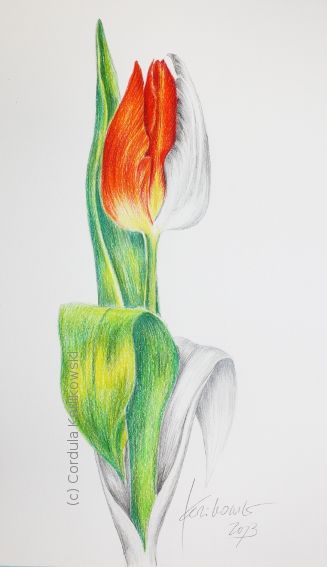 Tulips Pencil Drawing at GetDrawings | Free download