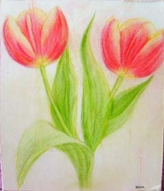 240x279 Tulip,color Pencil Drawing Very Love The Tulips Chrysanthfairy