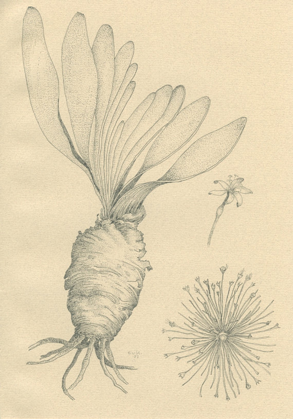 570x816 Tumbleweed Vintage Botanical Print Medicinal Amp Poisonous