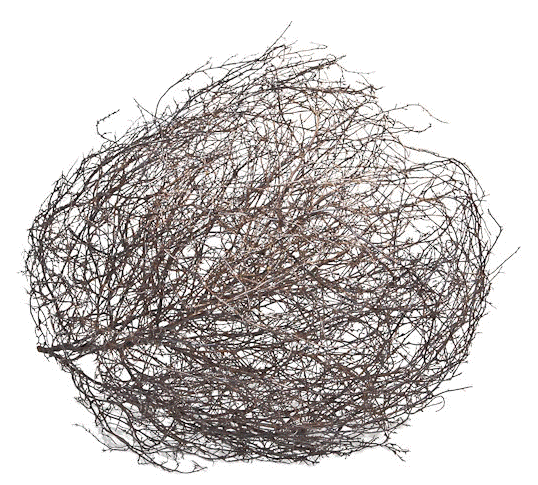 538x485 Tumbleweed3.gif