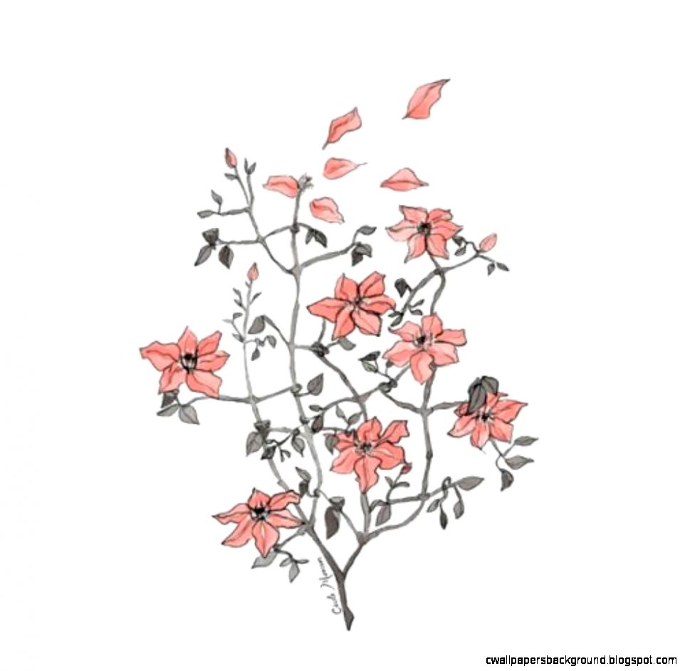 962x942 Flower Drawing Tumblr Transparent Wallpapers Background