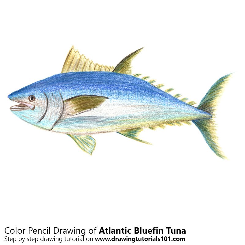 800x800 Atlantic Bluefin Tuna Colored Pencils