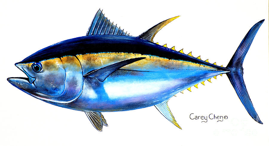 900x490 Big Eye Tuna Painting By Carey Chen