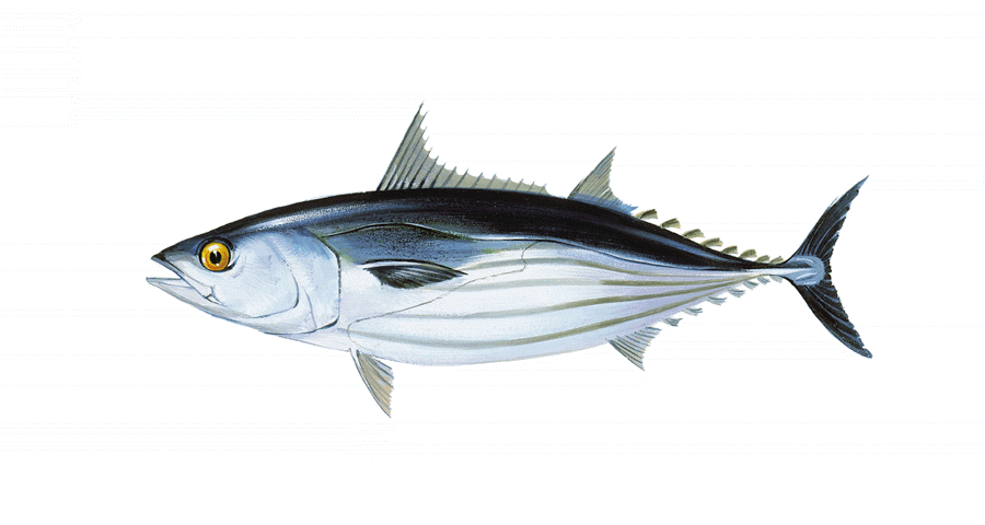 900x480 Iccat Stock Assessments