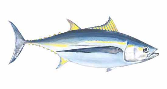 550x294 Tuna, Albacore