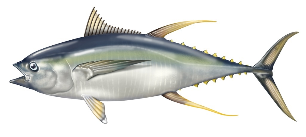 1024x459 Voyage Rorke Diary Of Crossing The Atlantic In A Classic Boat