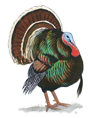 297x400 Reimagining The Wild Turkey Audubon