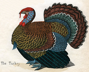 300x245 Turkey Bird Drawings Fine Art America