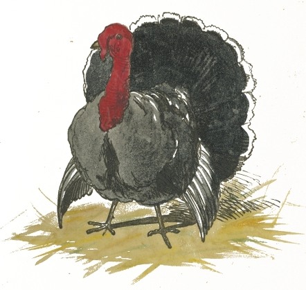 442x418 Turkey Drawing