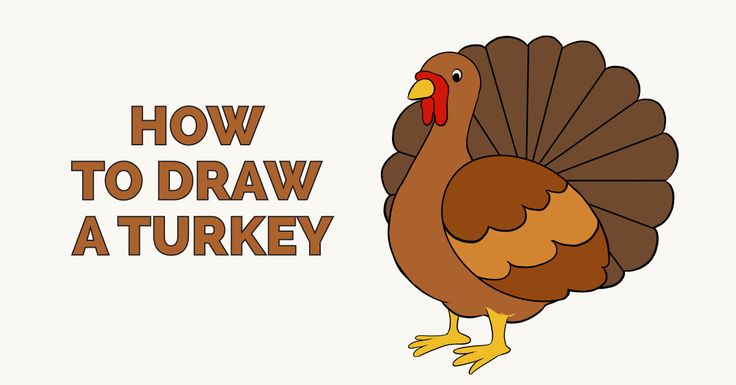 736x385 How To Draw A Turkey