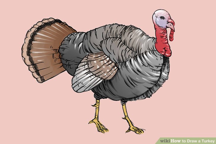 728x485 5 Ways To Draw A Turkey Step By Step