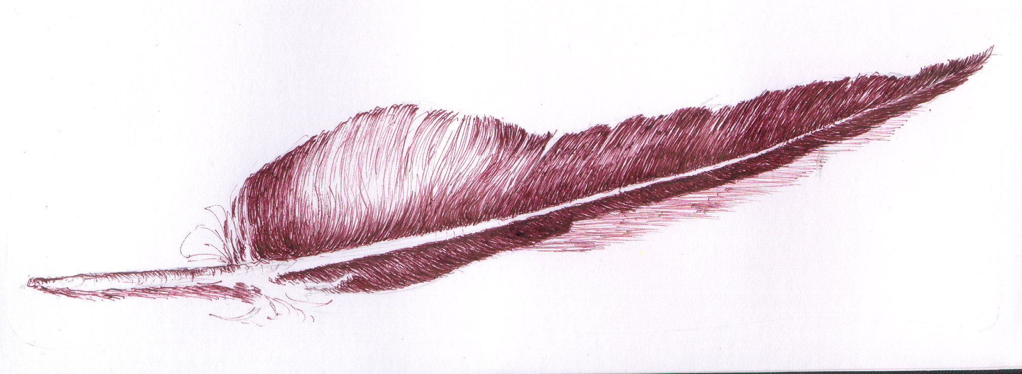 2019x740 Turkey Buzzard Feather Chris Carter Artist 072411 Third Time Around