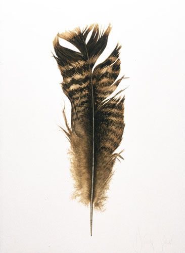 366x500 Wild Turkey Feather Tattoos Feathers, Turkey