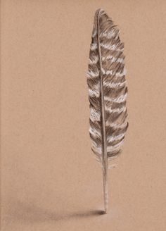 236x328 Turkey Feather Drawing Original Charcoal Drawing Wild Turkey