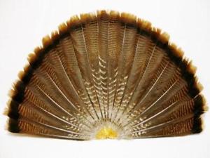300x225 Turkey Feathers Ebay