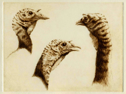 440x329 Turkey Head Studies