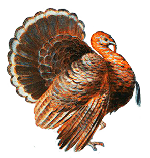 295x311 Turkey Pictures And Turkey Clip Art
