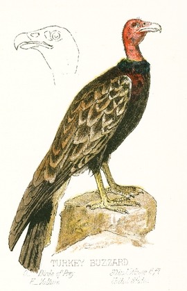 270x419 Copyright Free Turkey Buzzard Drawing