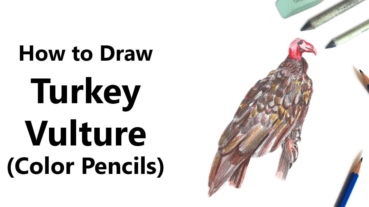 1280x720 How To Draw A Turkey Vulture With Color Pencils [Time Lapse]