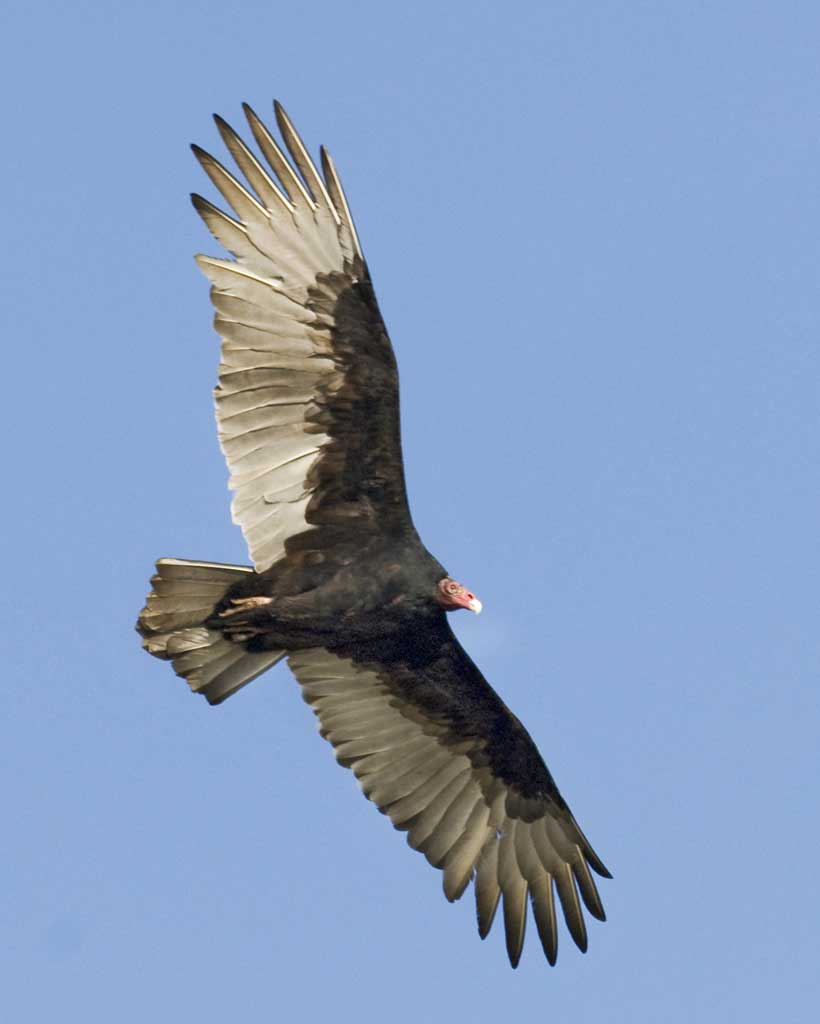 820x1024 Turkey Vulture Audubon Field Guide