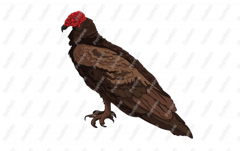 800x503 Turkey Vulture Character Clip Art