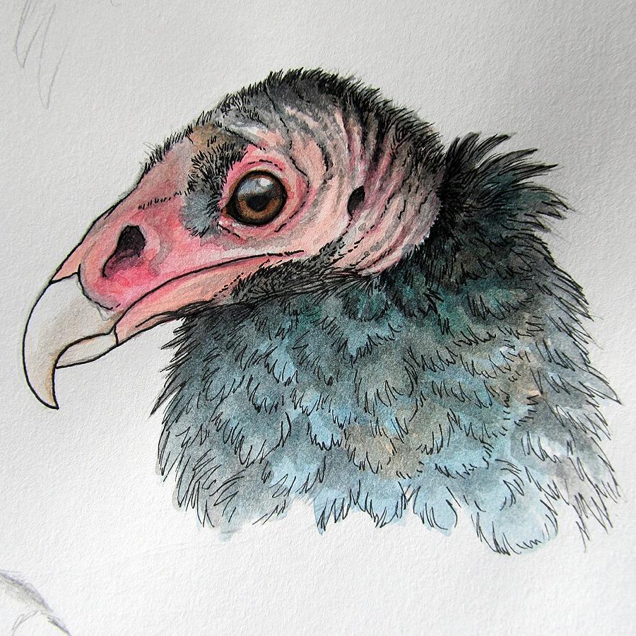 900x900 Turkey Vulture Head By On @