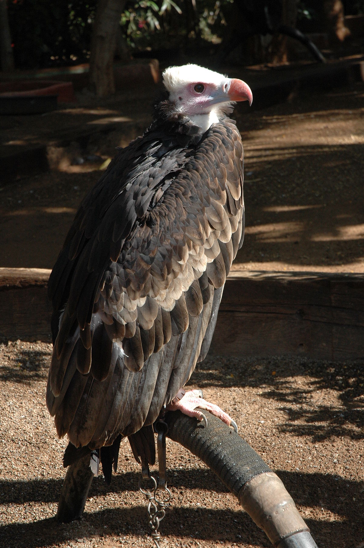 1200x1806 White Headed Vulture