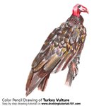 150x150 Buzzard Drawing Tutorials