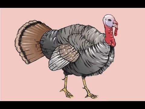 480x360 To Draw A Realistic Turkey Draw A Realistic Turkey Easily