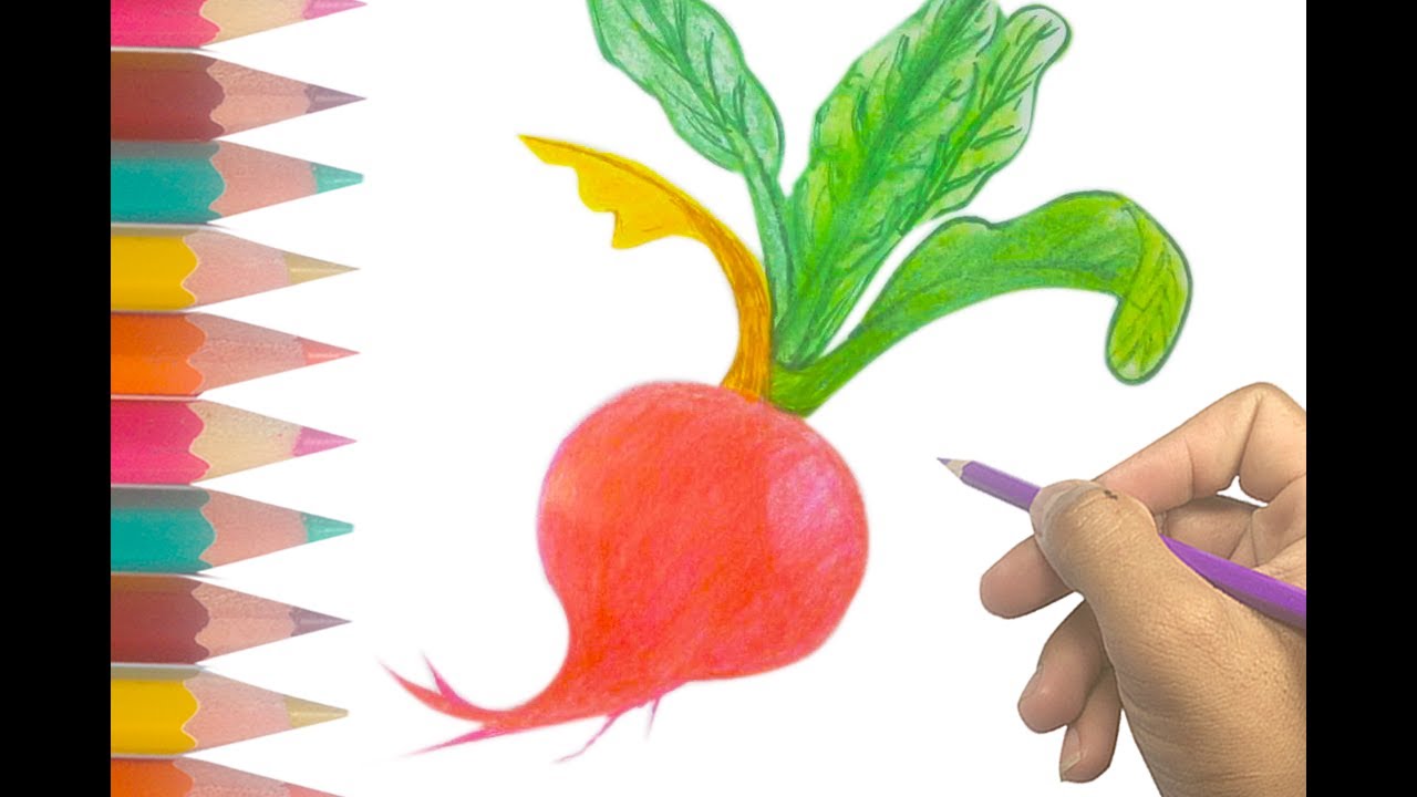 Turnip Drawing at GetDrawings | Free download