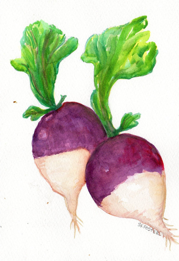 570x830 Turnips Watercolor Painting Original, Vegetable Series 4 X 6