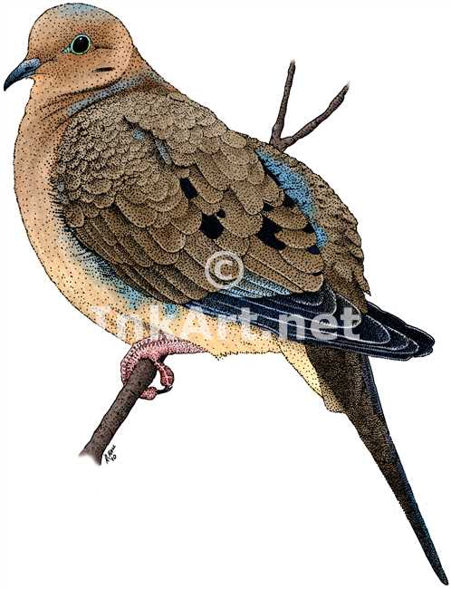 498x650 Mourning Dove (Zenaida Macroura) Stock Art Illustration