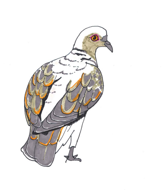 570x671 Turtle Dove Reproduction Of Felt Pen Drawing By Redyellowparrot