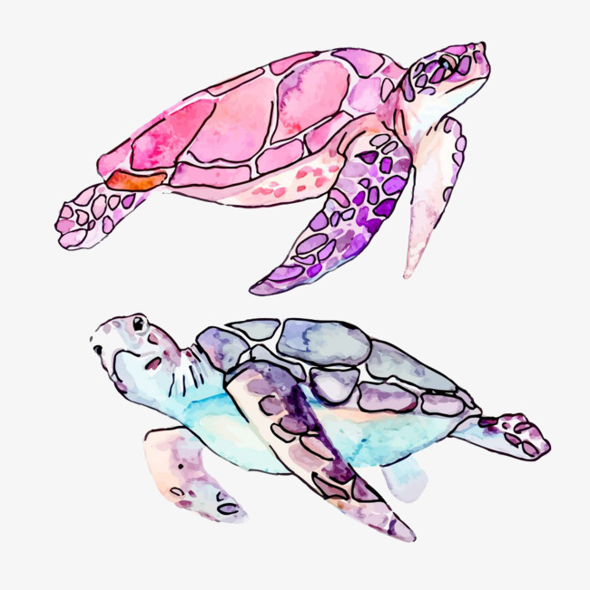650x651 Drawing Turtle, Tortoise, Watercolor, Animal Png Image And Clipart