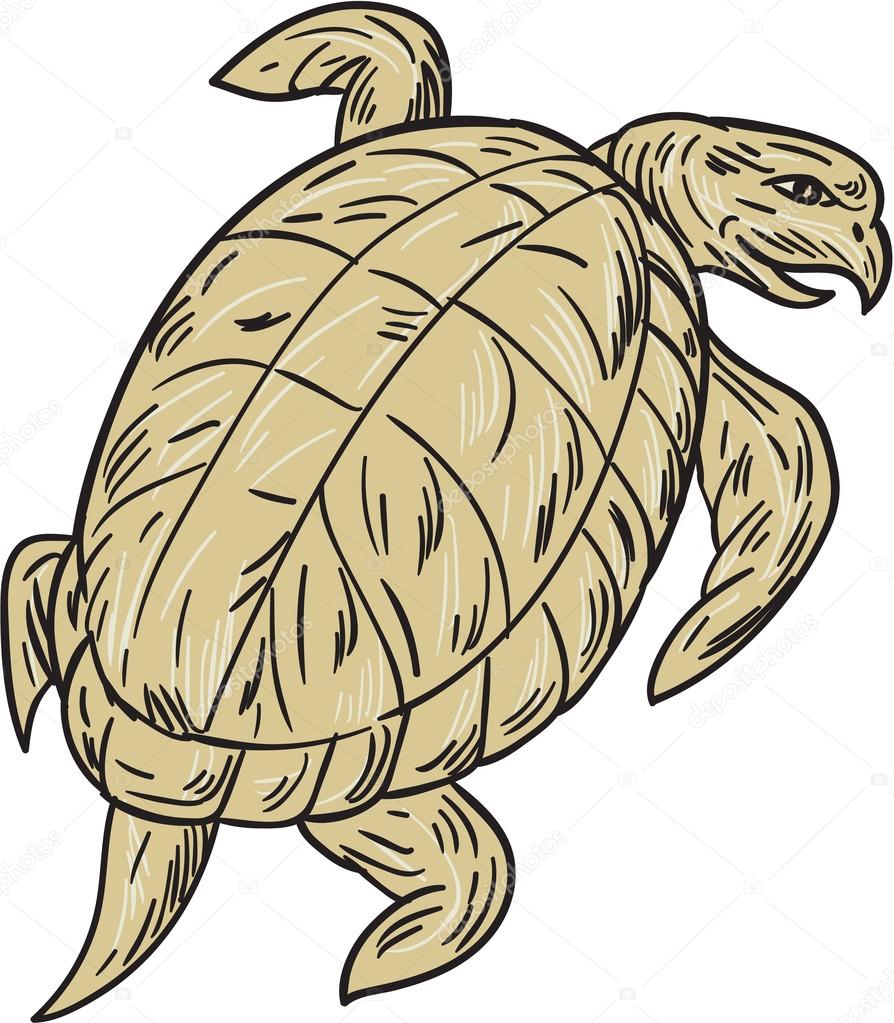 894x1023 Ridley Turtle Drawing Stock Vector Patrimonio