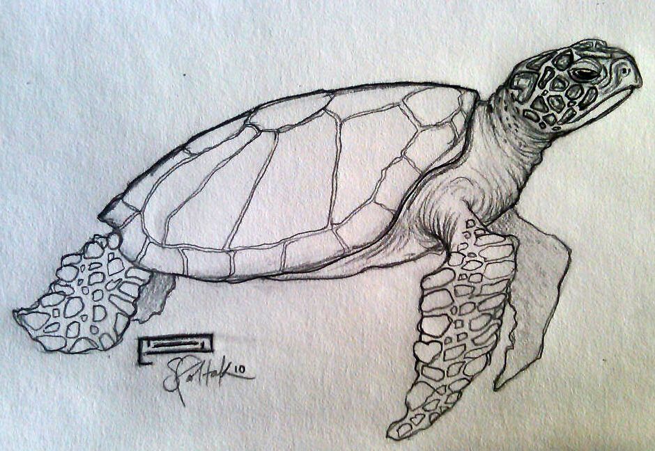940x648 Turtle Sketch Home Sea Turtle Drawing Gallery Also Try