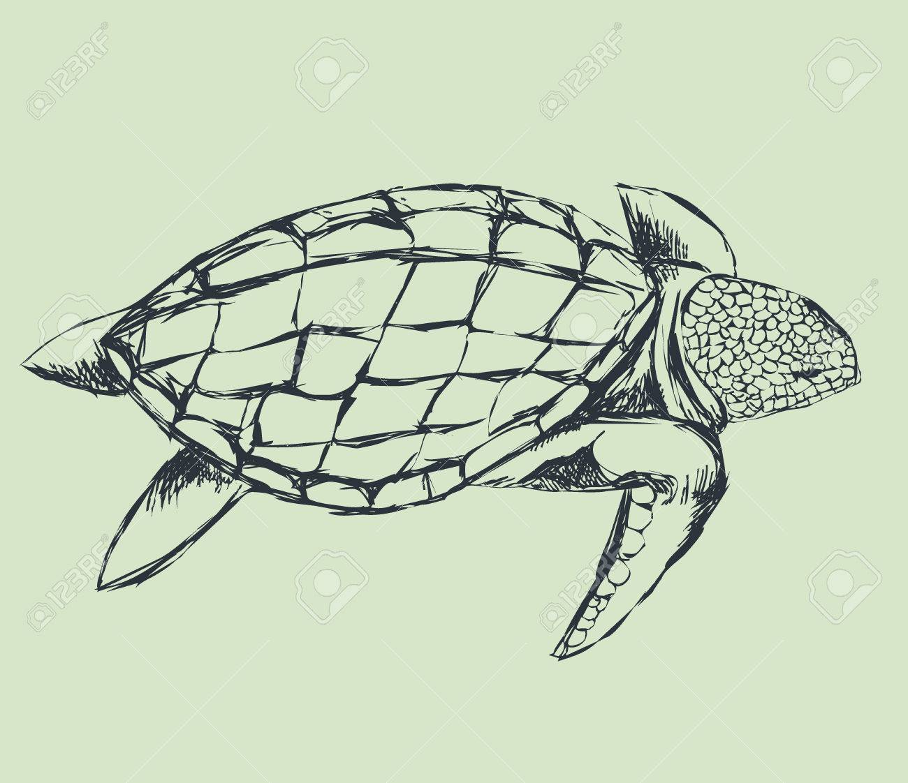1300x1122 Turtle Swimming. Rough Outline. Hand Drawing, Line Sketch. Vector