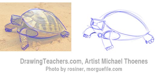 550x242 How To Draw A Turtle Walking
