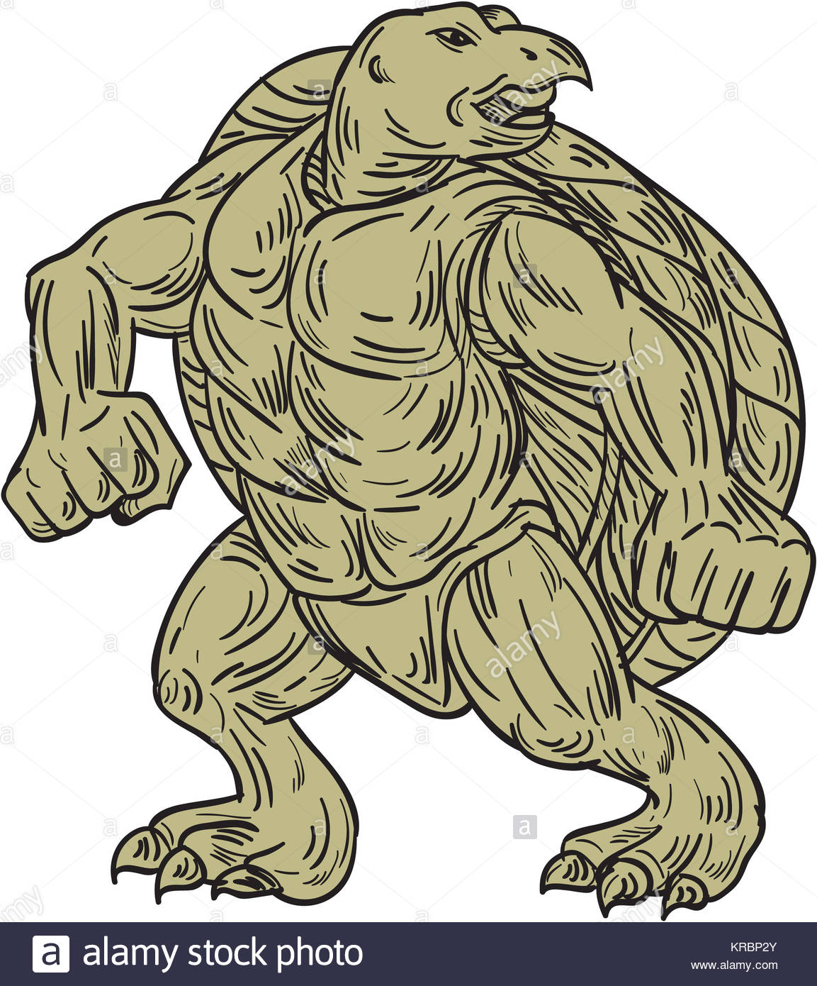 1153x1390 Turtle Drawing Stock Photos Amp Turtle Drawing Stock Images