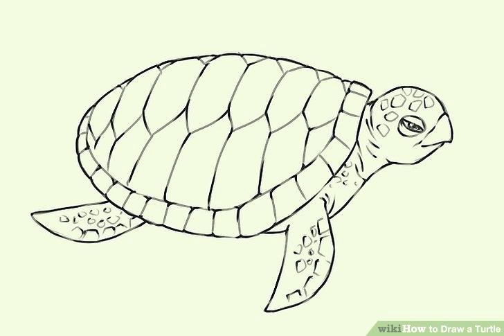 728x485 Sea Turtles Drawing Art Lesson How To Draw A Sea Turtle Step By