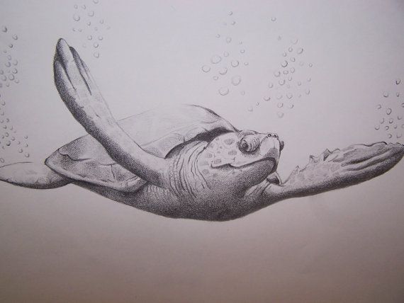 570x428 Loggerhead Turtle Pencil Drawing By Oildays Journaling