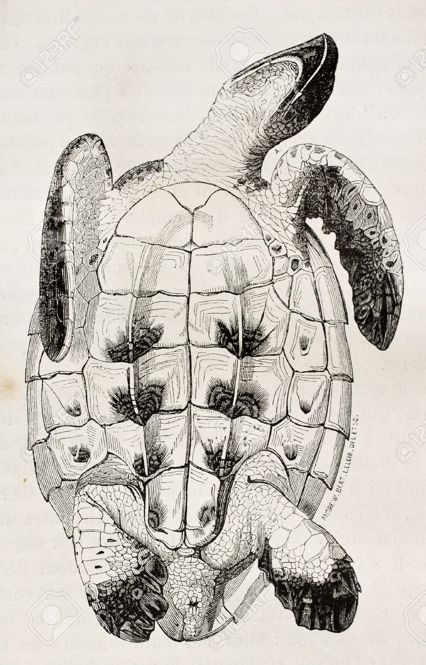 833x1300 Image Result For Turtle Shell Drawing Printmaking