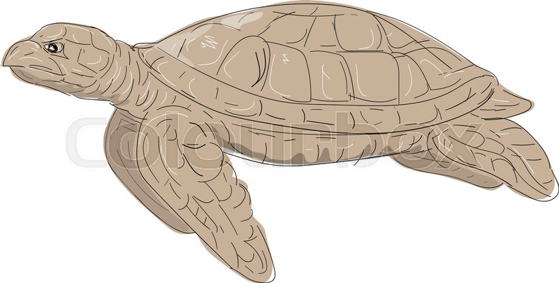 800x405 Illustration Of A Hawksbill Sea Turtle Swimming Viewed From Side